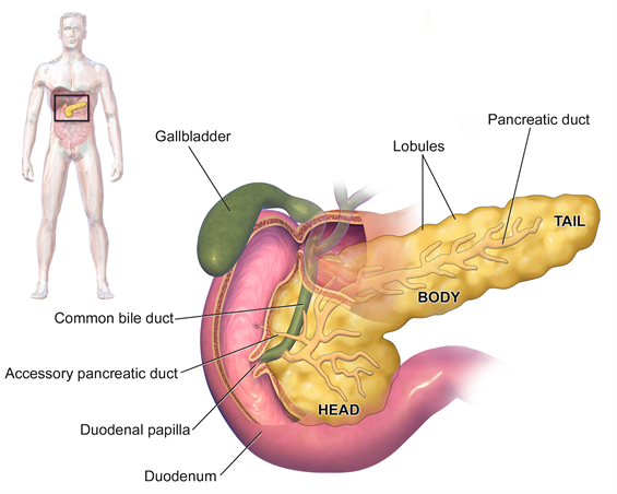 Blausen 0699 Pancreas Anatomy