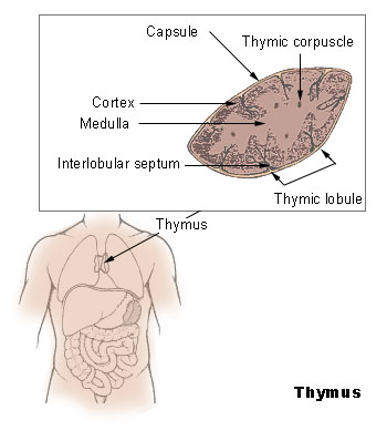 Illu_thymus